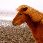 The Colours of Iceland